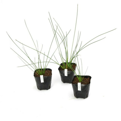 水生植物 アイノコカンガレイ(1ポット) 沈水~抽水植物 日本産水草