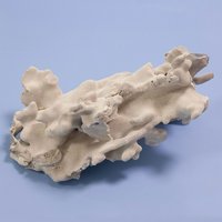 一点物 かざりサンゴ アオサンゴ 316258