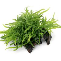 一点物 活着済 ミクロソリウムsp.トライデント ミニ付 流木(404629)(水中葉)(無農薬)(1個)