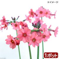 水生植物 日本クリンソウ(1ポット) 湿生植物