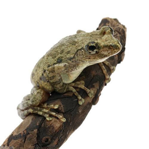 カジカガエル メス WC個体(1匹)