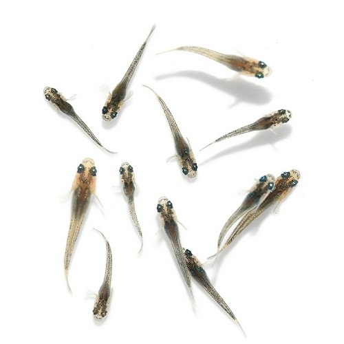 無選別 ヒミツヘイキブルータイプメダカ 稚魚(5匹)