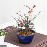 ボケ(木瓜) 品種おまかせ 3号~(1鉢)