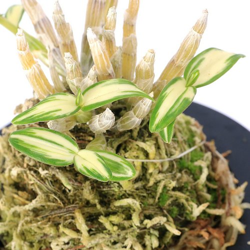 チョウセイラン(長生蘭) 黒牡丹(コクボタン) 3号(1鉢)
