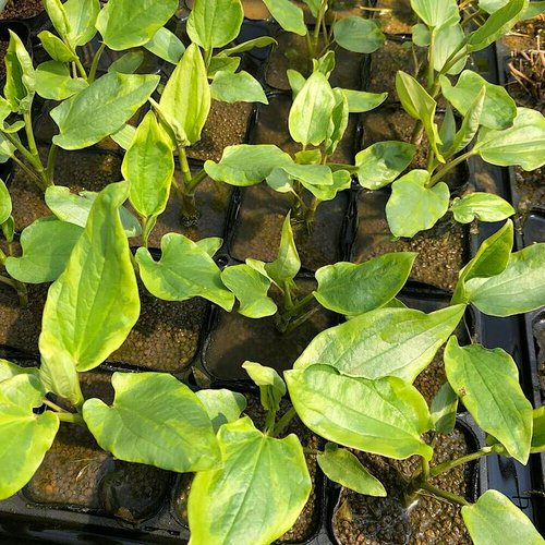 水生植物 斑入りハンゲショウ(1ポット) 抽水植物