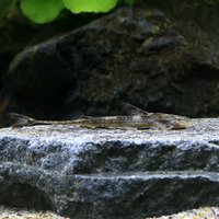 アフリカンロリカリア ナイジェリア(1匹)