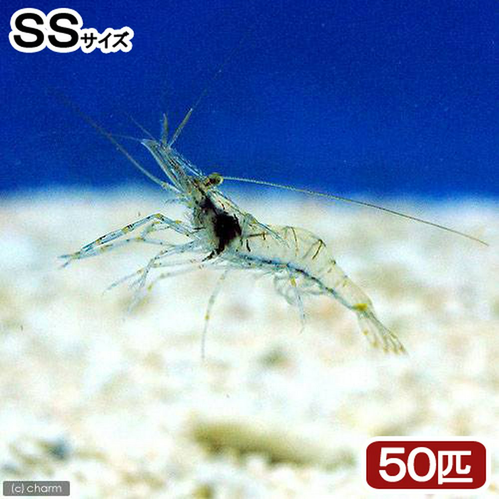 生餌 エサ用エビミックス SSサイズ(50匹) 活餌