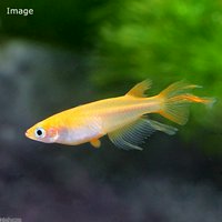 楊貴妃スワローメダカ(3匹)
