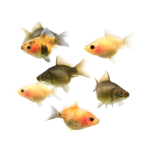 ちょうちんパール 当歳(1匹)