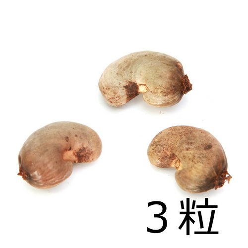 種子 カシューナッツの種(3粒)発芽保証なし