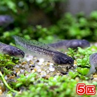 シュレーゲルアオガエル オタマジャクシ(5匹)