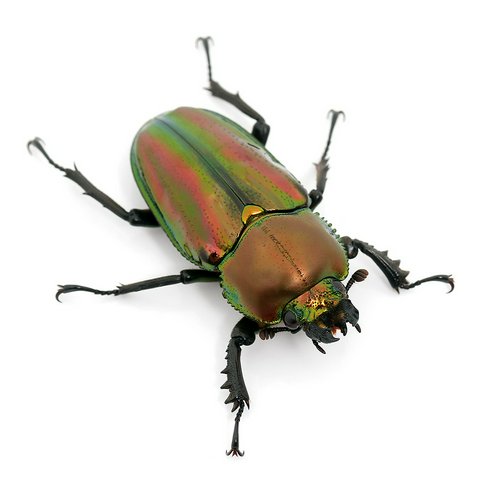ニジイロクワガタ クィーンズランド産 成虫 小型フリーサイズ(1ペア)