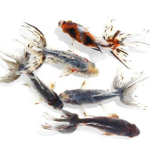 五色オーロラ 志村養魚場産(1匹)