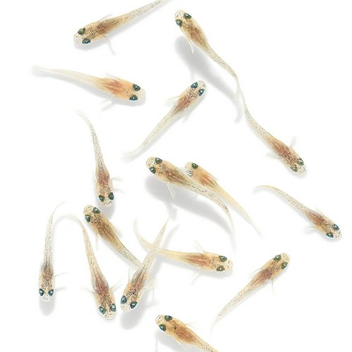無選別 鏡花菊メダカ 稚魚(10匹)