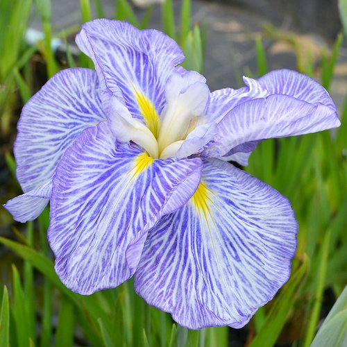 水辺植物 花菖蒲 新浜扇(シンハマオウギ)肥後系青紫地白脈大輪六英花(1ポット)