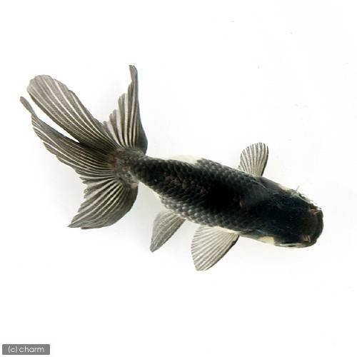 羽衣秋錦 深見養魚場産(1匹)