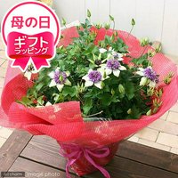 【】クレマチス シーボルディ 8号(1鉢) 5/4~5/14お届け 日時指定不可