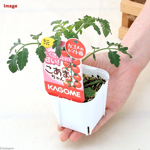 カゴメ 野菜苗 トマト こあまちゃん 3号(3ポット) 家庭菜園