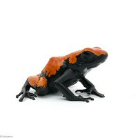 セマダラヤドクガエル ブラック&オレンジ“black&orange”(1匹)