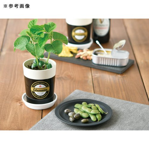 聖新陶芸 育てる黒えだ豆 栽培セット ギフト 父の日 プレゼント