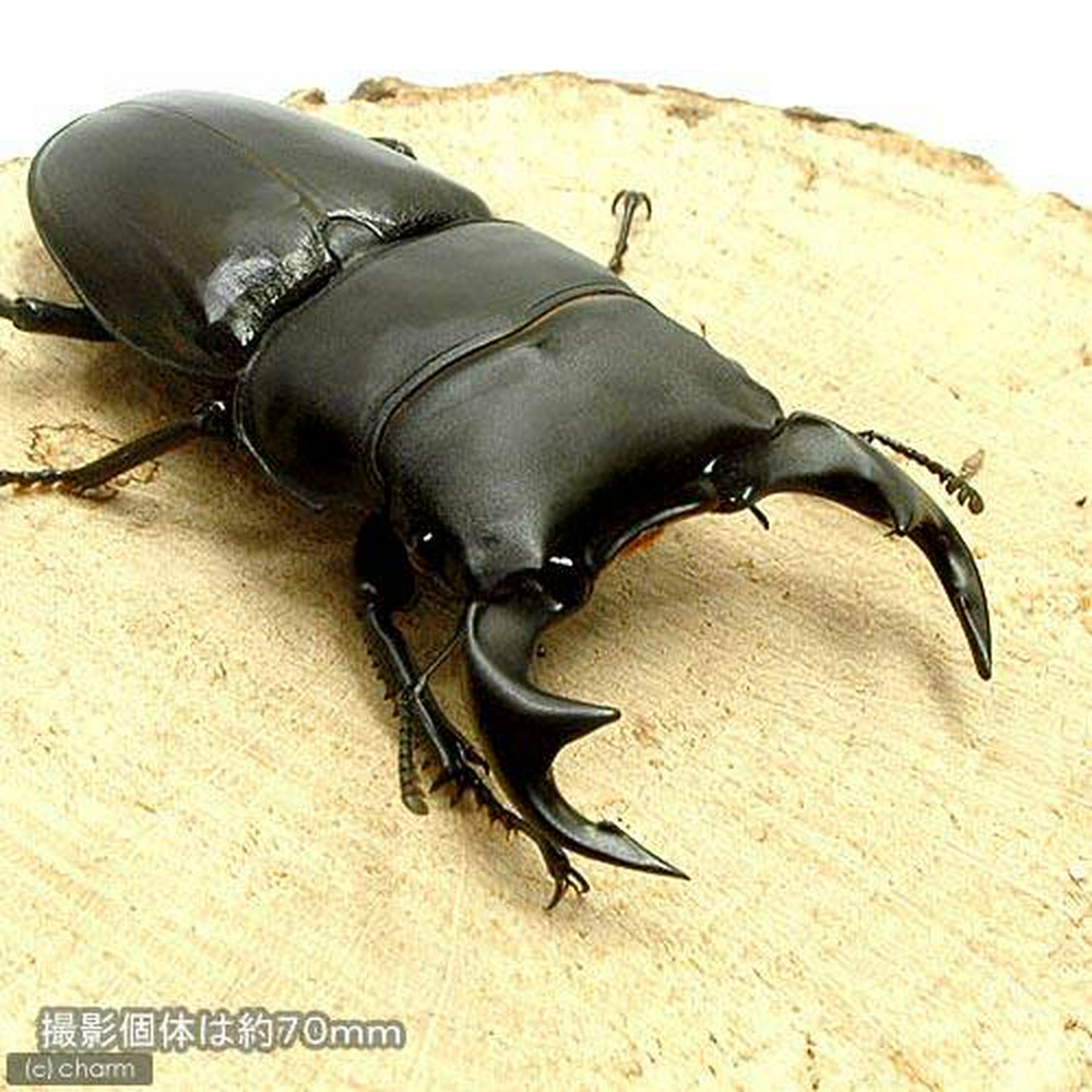 タイワンオオクワガタ 南投懸産 成虫 60~64mm(1ペア)
