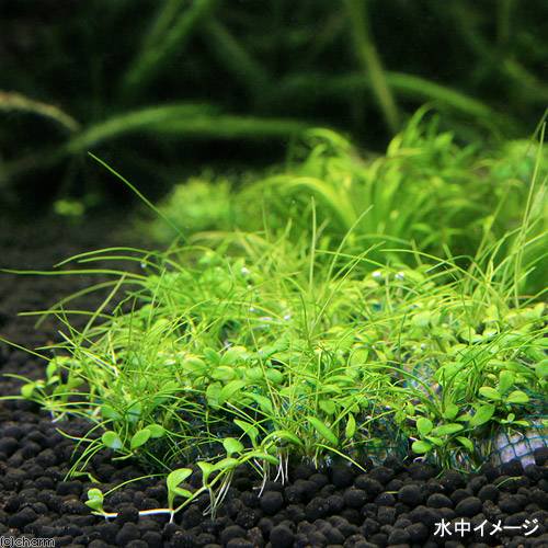 ★育成済★ ミックスボール(ヘアショー+グロッソスティグマ)(水上葉)(3個)