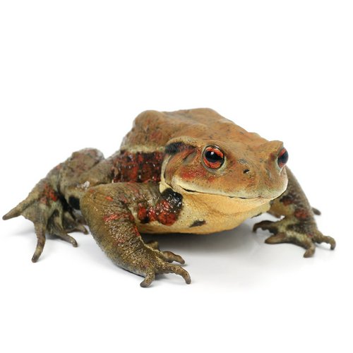 一点物 アズマヒキガエル WC個体 Lサイズ 810766(1匹) 北海道発送禁止