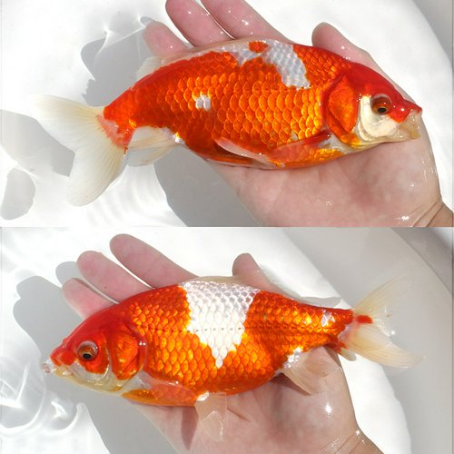 一点物 更紗和金 木下養魚場産 18cm±(1匹)
