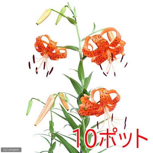 ユリ(百合)オニユリ(鬼百合)2.5~3号(10ポットセット)