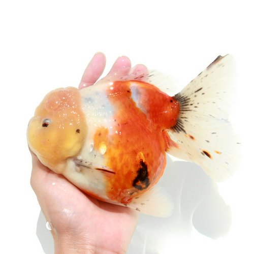 一点物 オランダ獅子頭 薩摩産 16cm±(1匹)