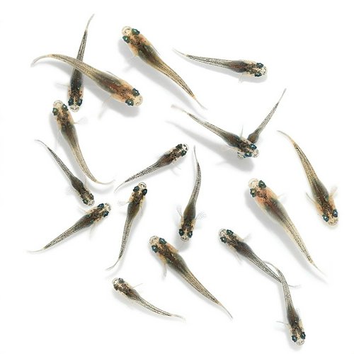 無選別 ヒミツヘイキブルータイプメダカ 稚魚(5匹)
