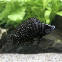 一点物 アルトランプロローグスカルバス ブラック(ブリード)(1匹)