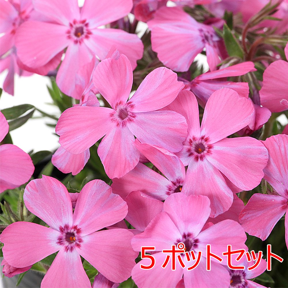 芝桜 ピンク系 3号(5ポットセット)