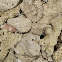 #100 C.P.Farm 天然サンゴ砂 #100 Natural coral sand 3L