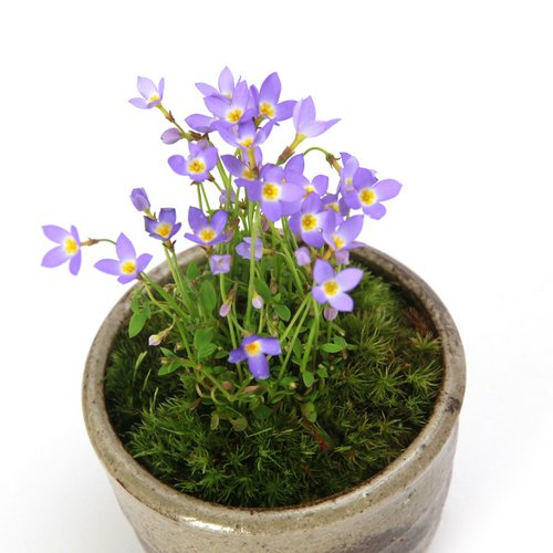 苔盆栽 ヒナソウ 青花 益子焼鉢植え 炭化(1ポット)