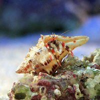 ヤドカリ 沖縄産 カザリサンゴヤドカリ Mサイズ(1匹)