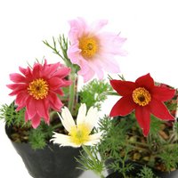 オキナグサ(翁草)花色おまかせ 3号(10ポットセット)