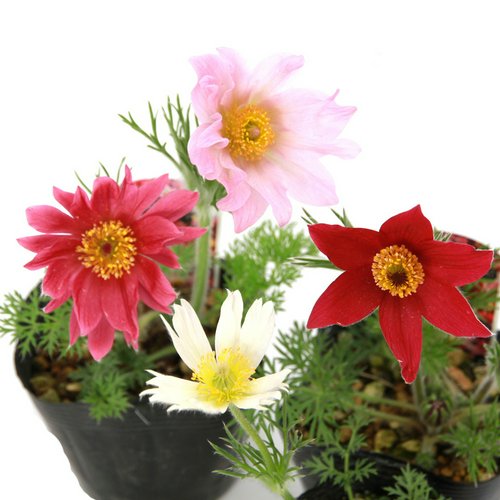オキナグサ(翁草)花色おまかせ 3号(10ポットセット)