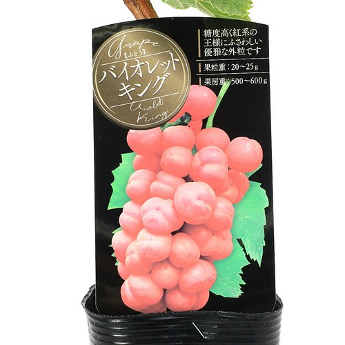 果樹苗 ブドウ バイオレットキング 苗木 3.5号(1ポット) 家庭菜園 果物 フルーツ
