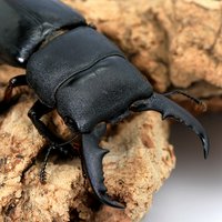 国産ヒラタクワガタ 栃木県南摩産 成虫 40~44mm(1ペア)