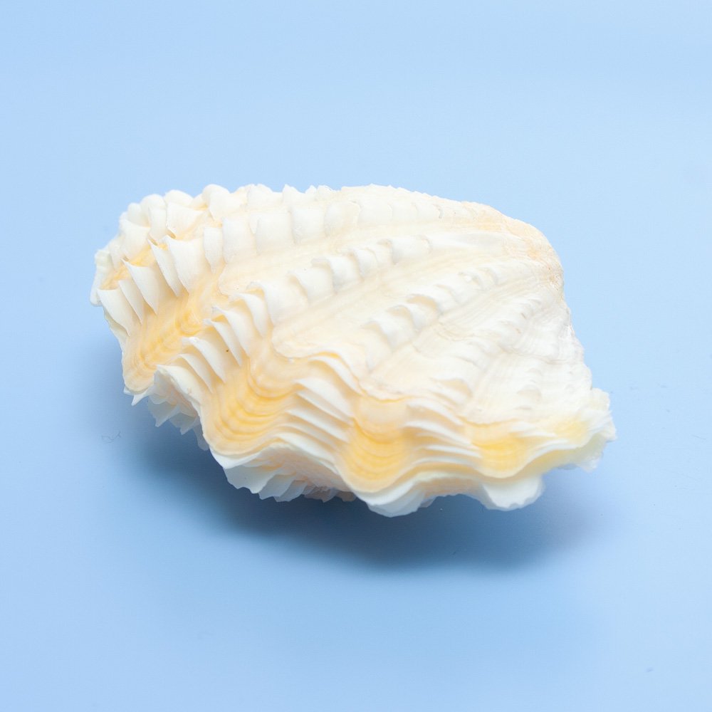 貝殻 シェルコレクション シャコガイ ミックス Sサイズ(1組)(形状お任せ) オカヤドカリ食器