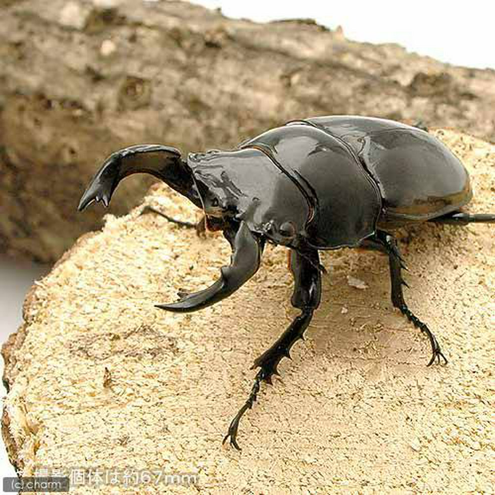 タランドゥスオオツヤクワガタ コンゴ産 成虫 オス75~79mm(1ペア)