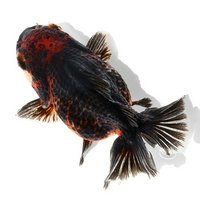 一点物 オランダ獅子頭 ショートテール 11cm±(中国産)(1匹)