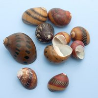 貝殻 やどかりの貝殻 淡水貝ミックス(殻口5~10mm)(10個)(形状お任せ)
