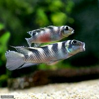 ナノクロミストランスベスティタス(ワイルド)(1ペア)