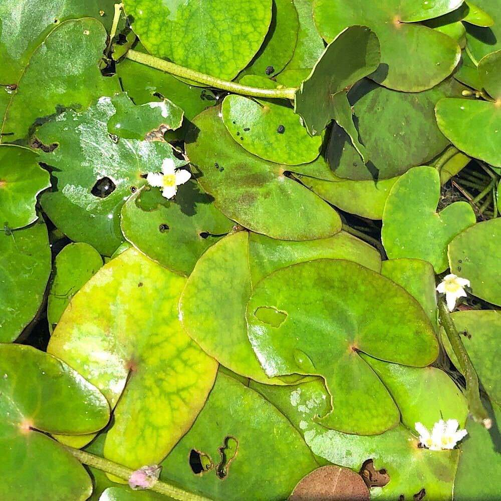 水生植物 ヒメシロアサザ 南西諸島産 3号(1ポット) 浮葉植物