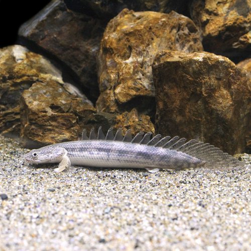 一点物 ポリプテルス アンソルギー×ラプエン 約16cm(1匹)