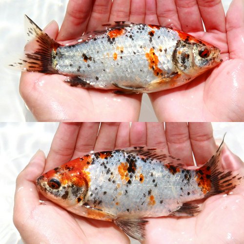 一点物 銀鱗和金 二歳 荻野養魚場 16cm±(1匹)