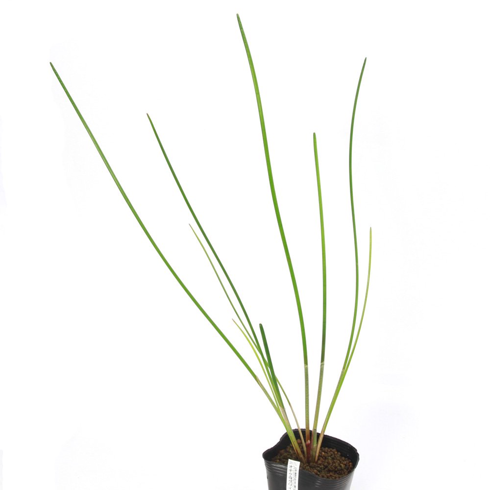 水生植物 オオクログワイ(1ポット) 湿性植物