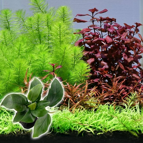 おまかせ水上葉 レイアウトセット 20cm水槽用 4種1パック +マルチ ...